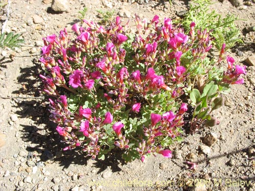 Oxalis squamataの写真