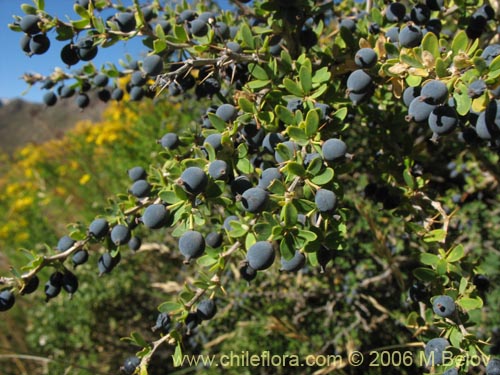 Berberis montana的照片