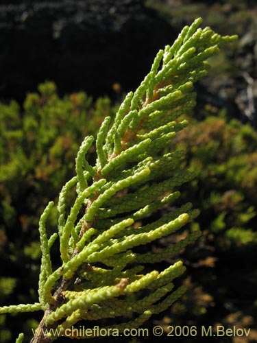 Bild von Fabiana imbricata (Pichi / Peta / Romero). Klicken Sie, um den Ausschnitt zu vergrössern.