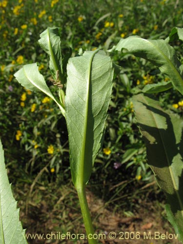 Bild von Asteraceae sp. #1882 (). Klicken Sie, um den Ausschnitt zu vergrössern.