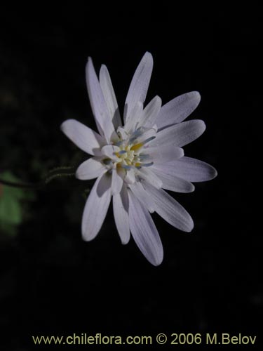 Bild von Perezia sp. #1584 (). Klicken Sie, um den Ausschnitt zu vergrössern.