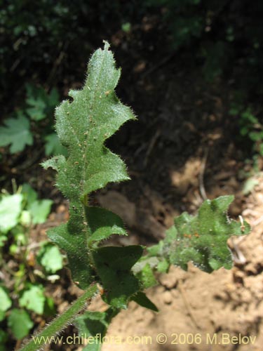 Bild von Perezia sp. #1584 (). Klicken Sie, um den Ausschnitt zu vergrössern.