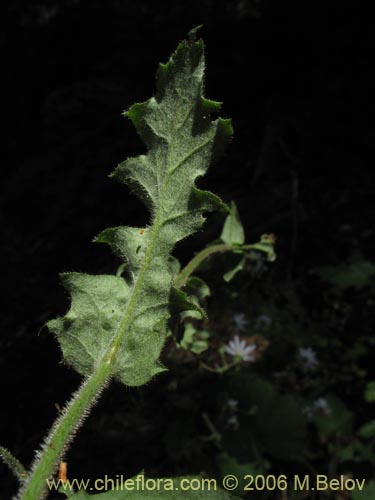 Bild von Perezia sp. #1584 (). Klicken Sie, um den Ausschnitt zu vergrössern.