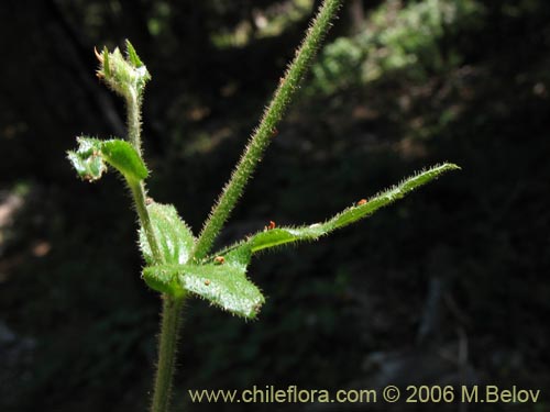 Bild von Perezia sp. #1584 (). Klicken Sie, um den Ausschnitt zu vergrössern.