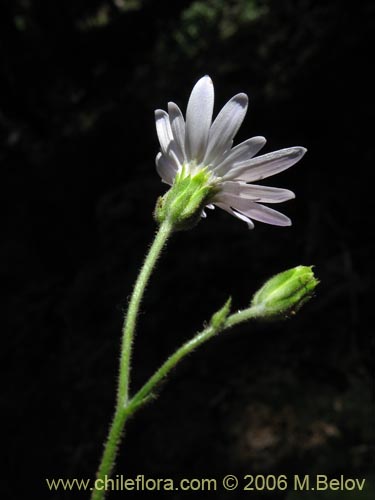 Bild von Perezia sp. #1584 (). Klicken Sie, um den Ausschnitt zu vergrössern.