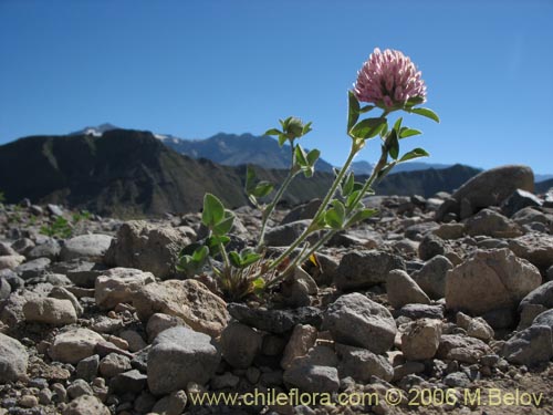 Image of Trifolium sp. #1554 (Trebol rosado / Trebol morado / Trebol de prado). Click to enlarge parts of image.