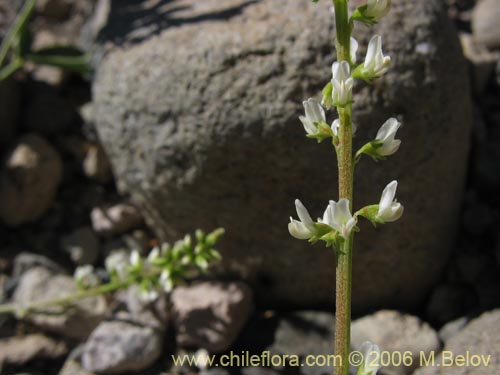Image of Melilotus albus (Trbol de color blanco). Click to enlarge parts of image.