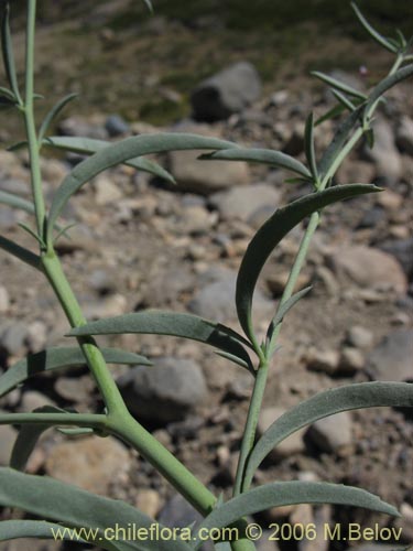 Image of Epilobium sp. #1480 (). Click to enlarge parts of image.