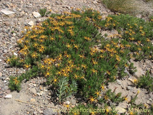 Imágen de Mutisia linearifolia (Clavel del campo). Haga un clic para aumentar parte de imágen.