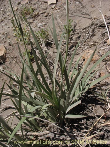 Image of Sisyrinchium arenarium (Ñuño / Huilmo amarillo). Click to enlarge parts of image.
