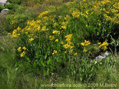 Imágen de Senecio fistulosus (Hualtata). Haga un clic para aumentar parte de imágen.