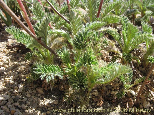 Imágen de Acaena leptacantha (Pimpinela). Haga un clic para aumentar parte de imágen.