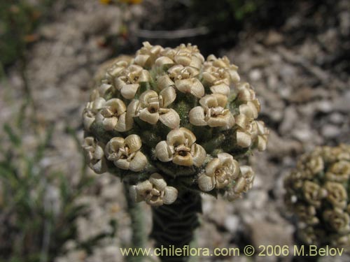 Image of Nassauvia revoluta (Nassauvia). Click to enlarge parts of image.