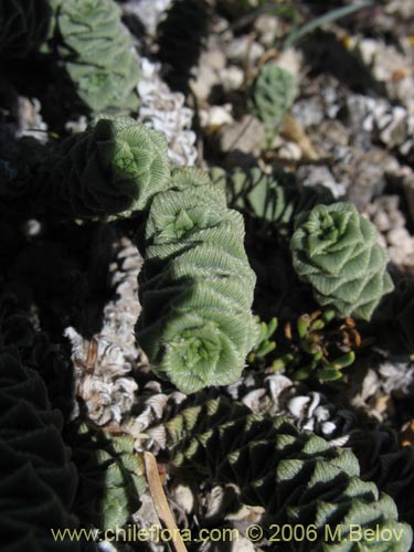 Image of Nassauvia revoluta (Nassauvia). Click to enlarge parts of image.