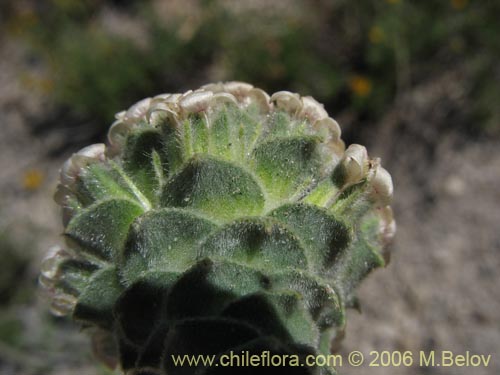 Image of Nassauvia revoluta (Nassauvia). Click to enlarge parts of image.