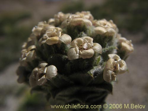 Image of Nassauvia revoluta (Nassauvia). Click to enlarge parts of image.