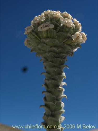 Image of Nassauvia revoluta (Nassauvia). Click to enlarge parts of image.