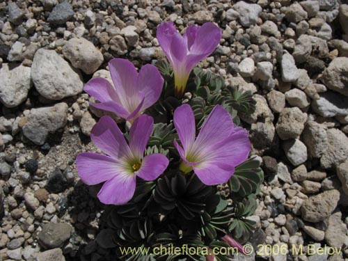 Oxalis adenophylla의 사진