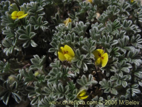 Bild von Adesmia glomerula (). Klicken Sie, um den Ausschnitt zu vergrössern.