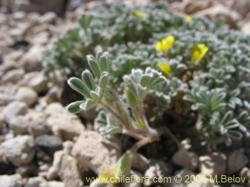 Bild von Adesmia glomerula (). Klicken Sie, um den Ausschnitt zu vergrössern.