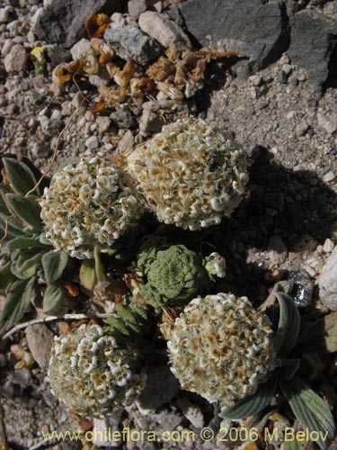 Image of Nassauvia revoluta (Nassauvia). Click to enlarge parts of image.