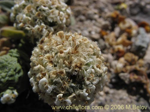 Image of Nassauvia revoluta (Nassauvia). Click to enlarge parts of image.