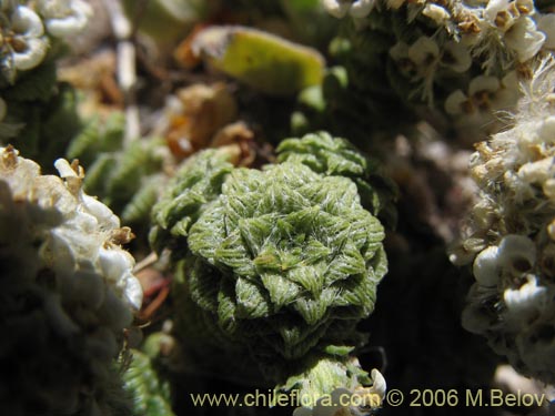 Image of Nassauvia revoluta (Nassauvia). Click to enlarge parts of image.