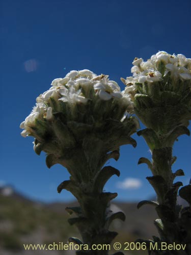 Image of Nassauvia revoluta (Nassauvia). Click to enlarge parts of image.