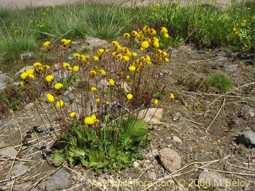 Image of Calceolaria filicaulis ssp. filicaulis (Capachito de las vegas / Arguenita). Click to enlarge parts of image.