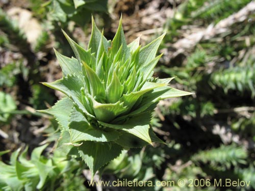 Image of Nassauvia sprengelioides (). Click to enlarge parts of image.