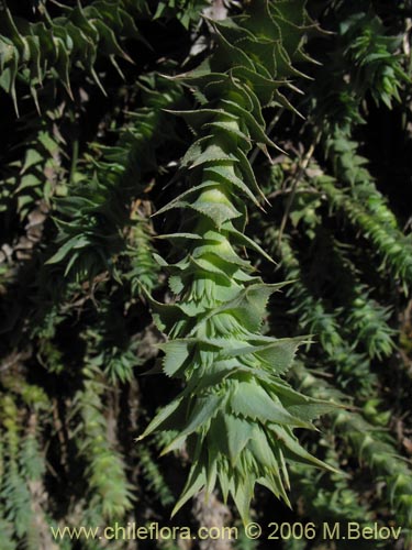 Image of Nassauvia sprengelioides (). Click to enlarge parts of image.