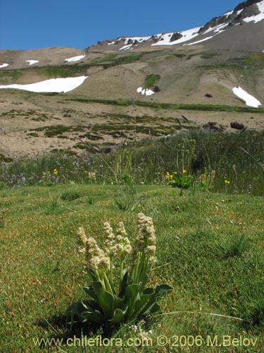 Image of Valeriana macrorhiza (Valeriana). Click to enlarge parts of image.