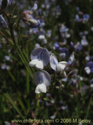 Image of Vicia graminea (). Click to enlarge parts of image.
