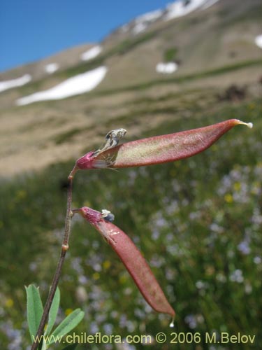 Image of Vicia graminea (). Click to enlarge parts of image.