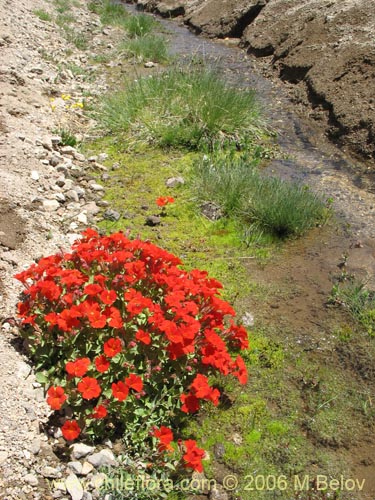 Mimulus cupreus的照片