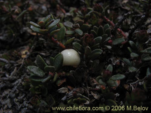 Bild von Gaultheria pumila (Chaura). Klicken Sie, um den Ausschnitt zu vergrössern.