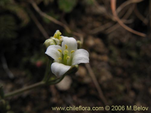 没断定的植物 sp. #2297的照片