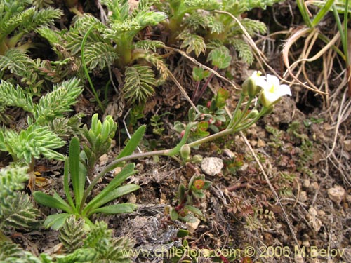 未確認の植物種 sp. #2297の写真
