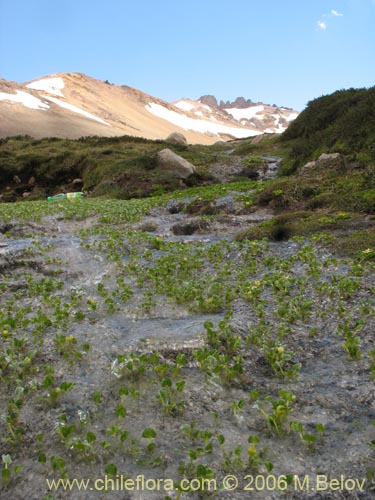 Caltha sagittata의 사진