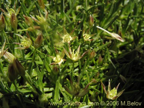 Imágen de Patosia clandestina (). Haga un clic para aumentar parte de imágen.