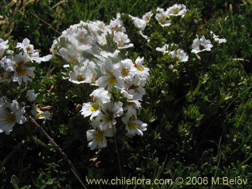 Image of Euphrasia subexserta (Eufrasia blanca). Click to enlarge parts of image.