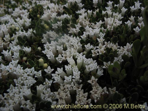 Bild von Discaria nana (Discaria chica). Klicken Sie, um den Ausschnitt zu vergrössern.