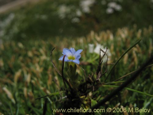 Gentiana prostrataの写真