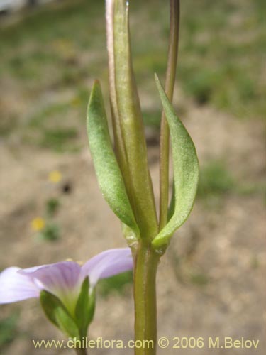Gentianella magellanica的照片