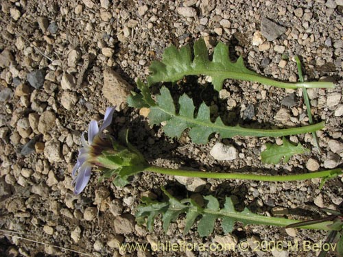 Image of Perezia sp. #1577 (). Click to enlarge parts of image.