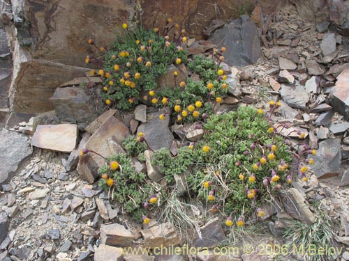 Senecio subdiscoideus의 사진