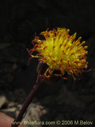 Senecio subdiscoideus의 사진