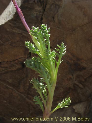 Senecio subdiscoideus의 사진