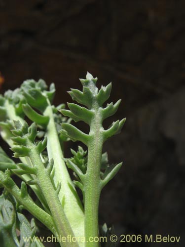 Senecio subdiscoideus의 사진