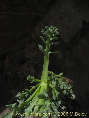 Senecio subdiscoideus의 사진